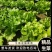 精品生菜，散叶生菜，品质保证，一手货源，全国发货