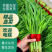 河北韭菜，优质韭菜，货量充足，整车发货，量大从优