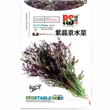 紫京水菜种子绿茎千筋京水菜丝菜千筋菜水菜生长快早熟