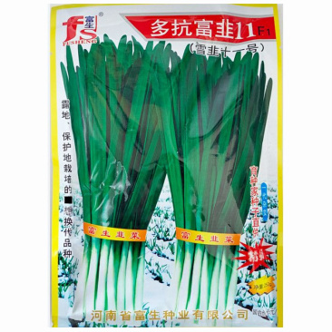 韭菜种子多抗富韭11号雪韭十一号不休眠抗倒伏露地种