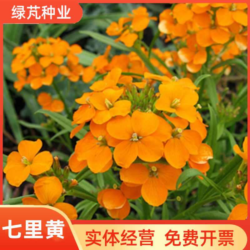 七里黄种子秋冬季播花卉七里黄花种籽工程绿化耐寒黄色花海植