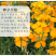 七里黄种子秋冬季播花卉七里黄花种籽工程绿化耐寒黄色花海植