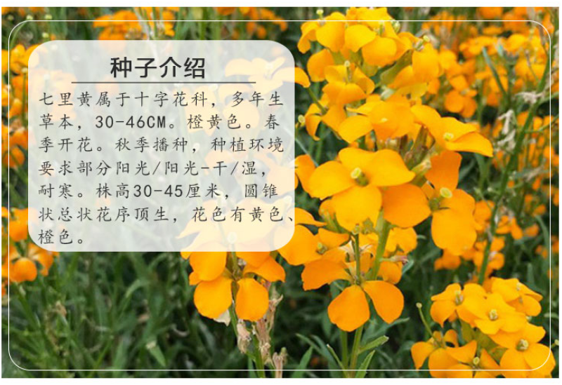 七里黄种子秋冬季播花卉七里黄花种籽工程绿化耐寒黄色花海植
