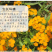 七里黄种子秋冬季播花卉七里黄花种籽工程绿化耐寒黄色花海植
