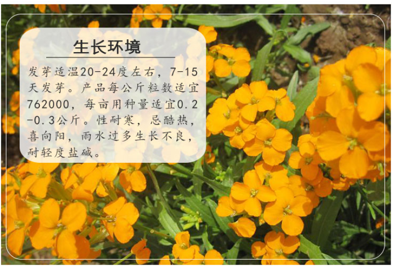 七里黄种子秋冬季播花卉七里黄花种籽工程绿化耐寒黄色花海植
