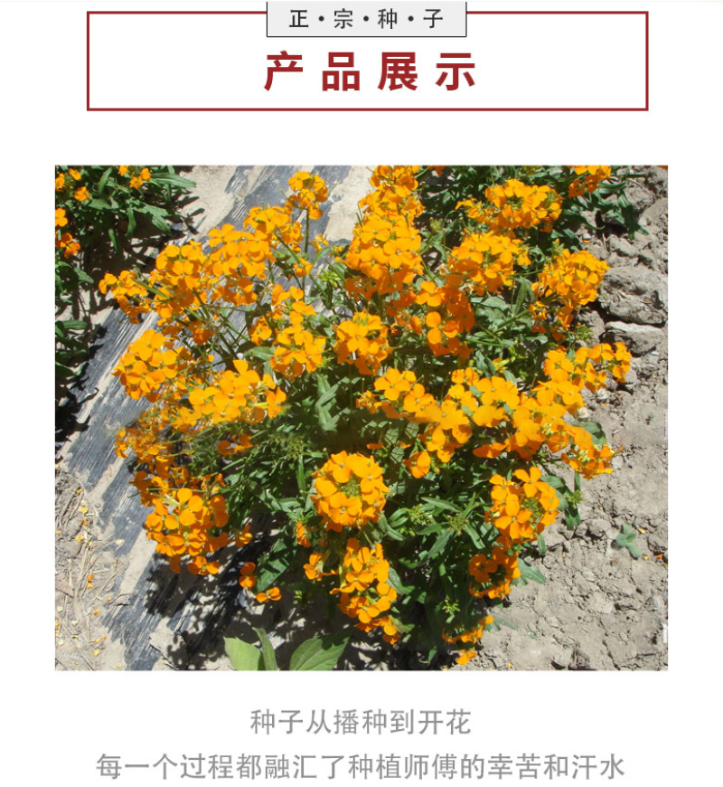 七里黄种子秋冬季播花卉七里黄花种籽工程绿化耐寒黄色花海植