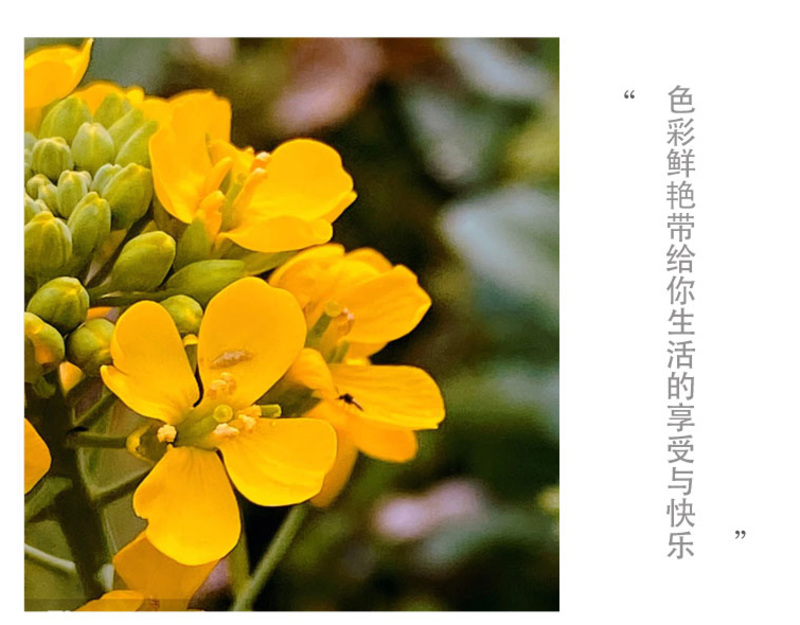 七里黄种子秋冬季播花卉七里黄花种籽工程绿化耐寒黄色花海植