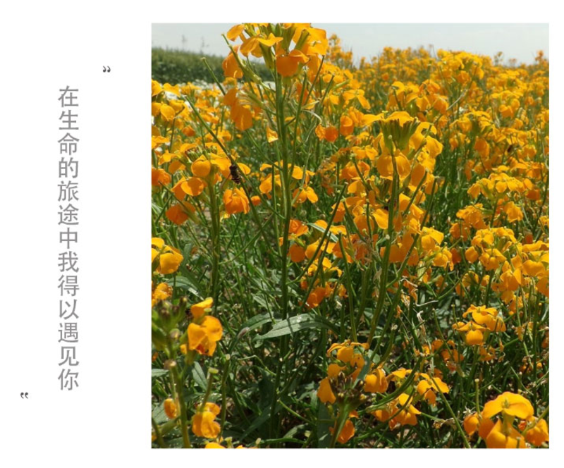 七里黄种子秋冬季播花卉七里黄花种籽工程绿化耐寒黄色花海植