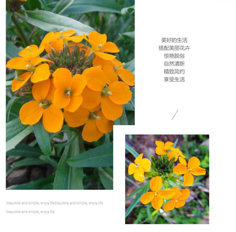 七里黄种子秋冬季播花卉七里黄花种籽工程绿化耐寒黄色花海植