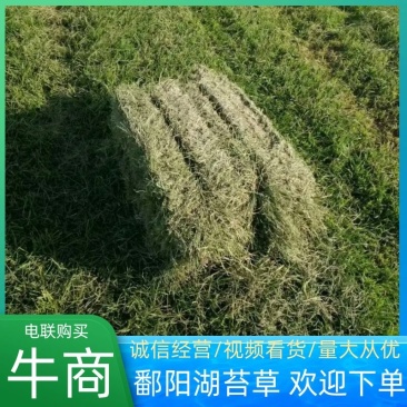 牧草饲料，江西鄱阳湖苔草，货源充足，整车批发价，量大从优
