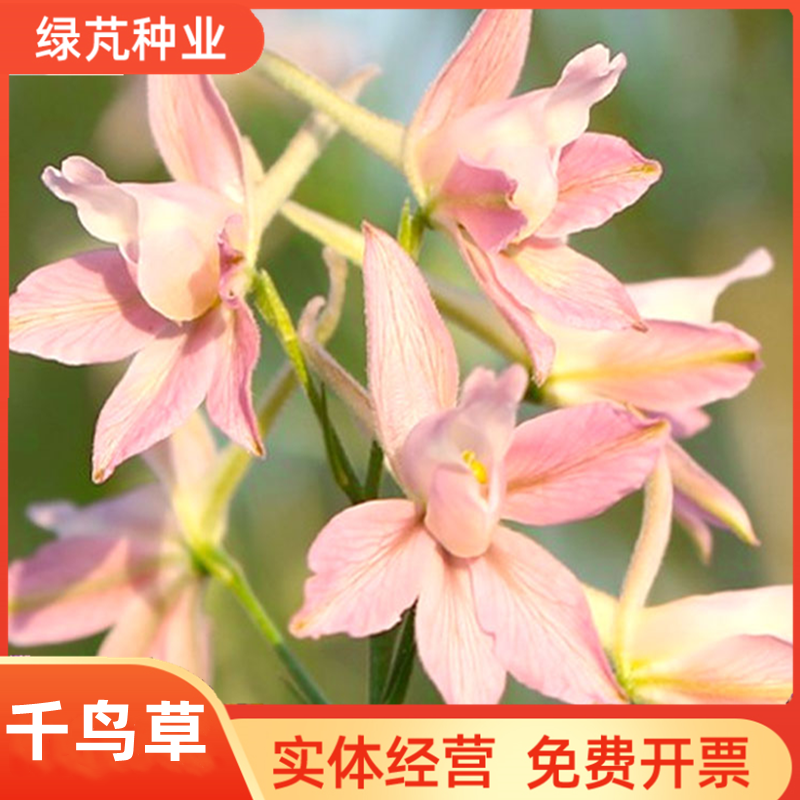 千鸟草小花飞燕草花种子籽耐寒庭院野花阳台盆栽四季蓝色易种