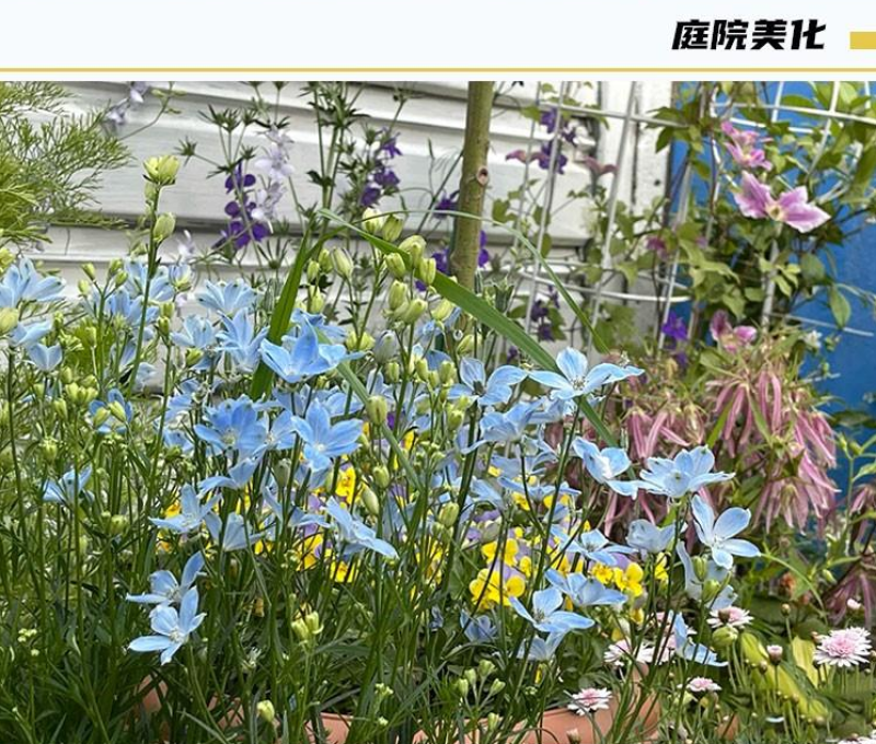 千鸟草小花飞燕草花种子籽耐寒庭院野花阳台盆栽四季蓝色易种