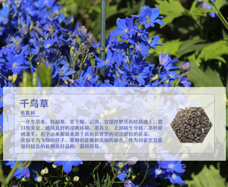 千鸟草小花飞燕草花种子籽耐寒庭院野花阳台盆栽四季蓝色易种