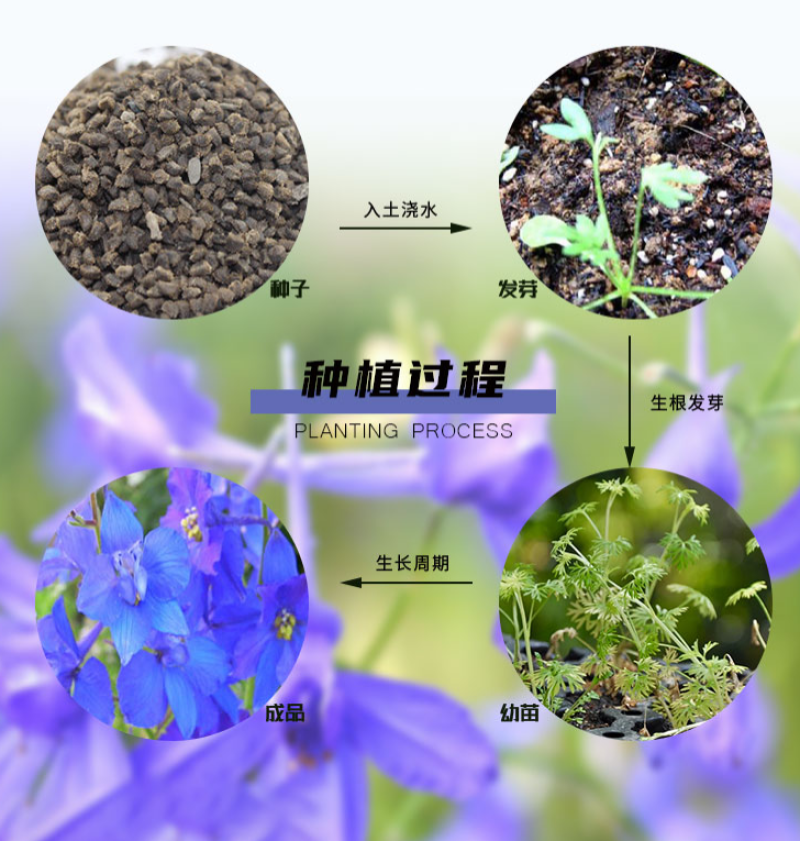 千鸟草小花飞燕草花种子籽耐寒庭院野花阳台盆栽四季蓝色易种