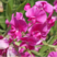 香豌豆花卉种子四季种开花阳台庭院种植花种子