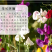 香豌豆花卉种子四季种开花阳台庭院种植花种子