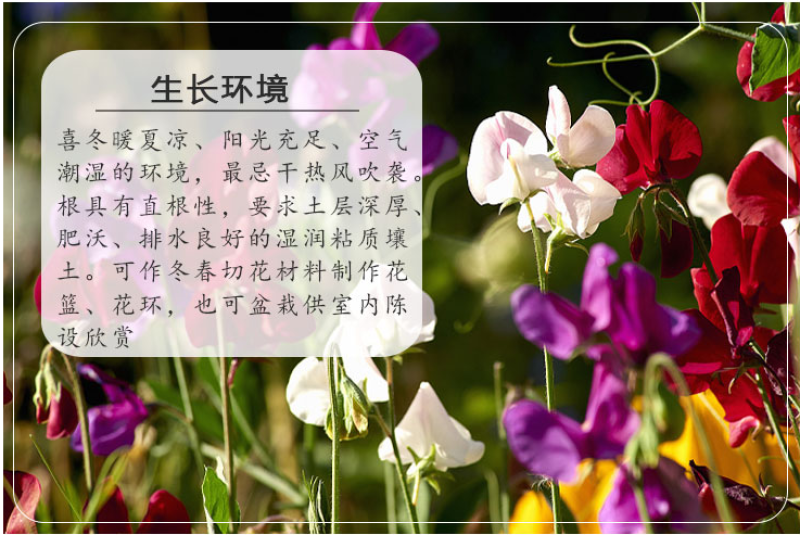 香豌豆花卉种子四季种开花阳台庭院种植花种子