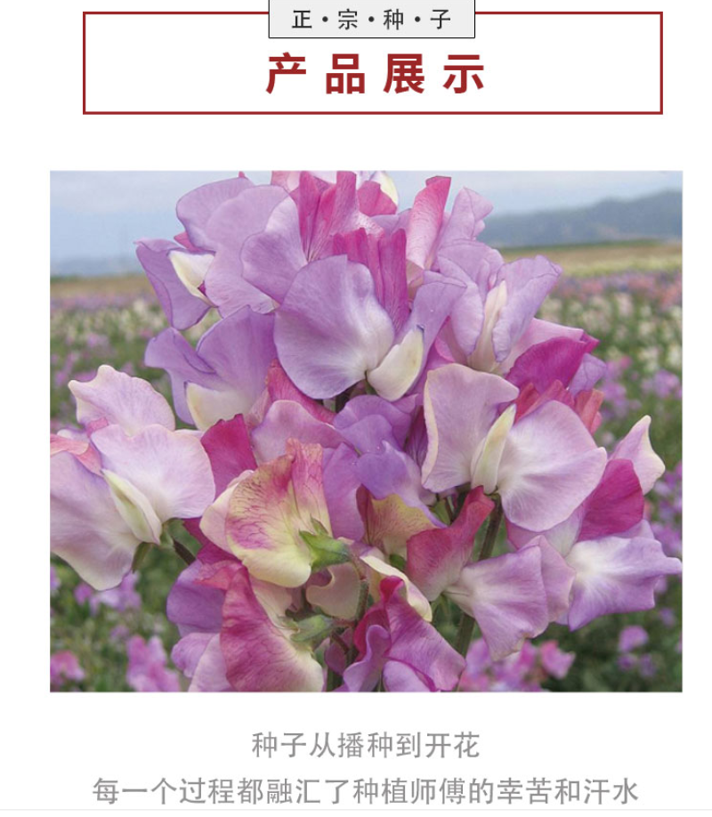 香豌豆花卉种子四季种开花阳台庭院种植花种子