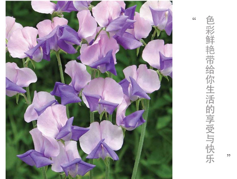 香豌豆花卉种子四季种开花阳台庭院种植花种子