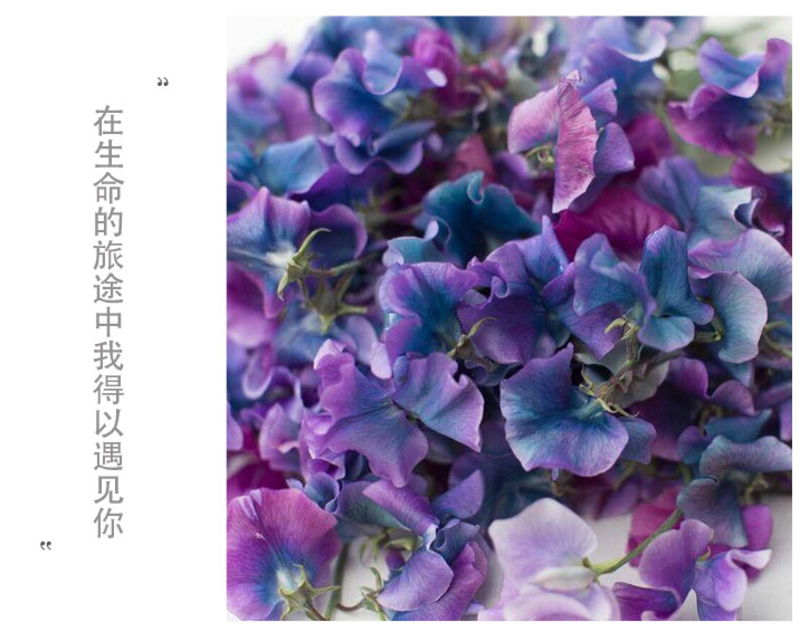 香豌豆花卉种子四季种开花阳台庭院种植花种子