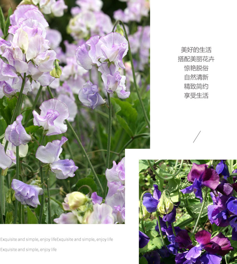 香豌豆花卉种子四季种开花阳台庭院种植花种子