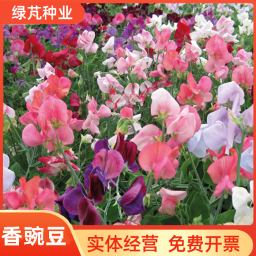香豌豆花卉种子四季种开花阳台庭院种植花种子
