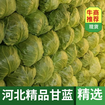 【精品】河北甘蓝，优质圆包菜，大量上市，产地发货，价格实惠