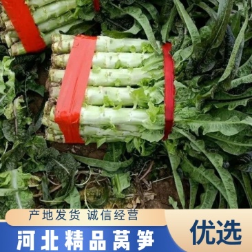 【精品莴笋】红叶莴笋，现砍现发，一手货源，量大从优