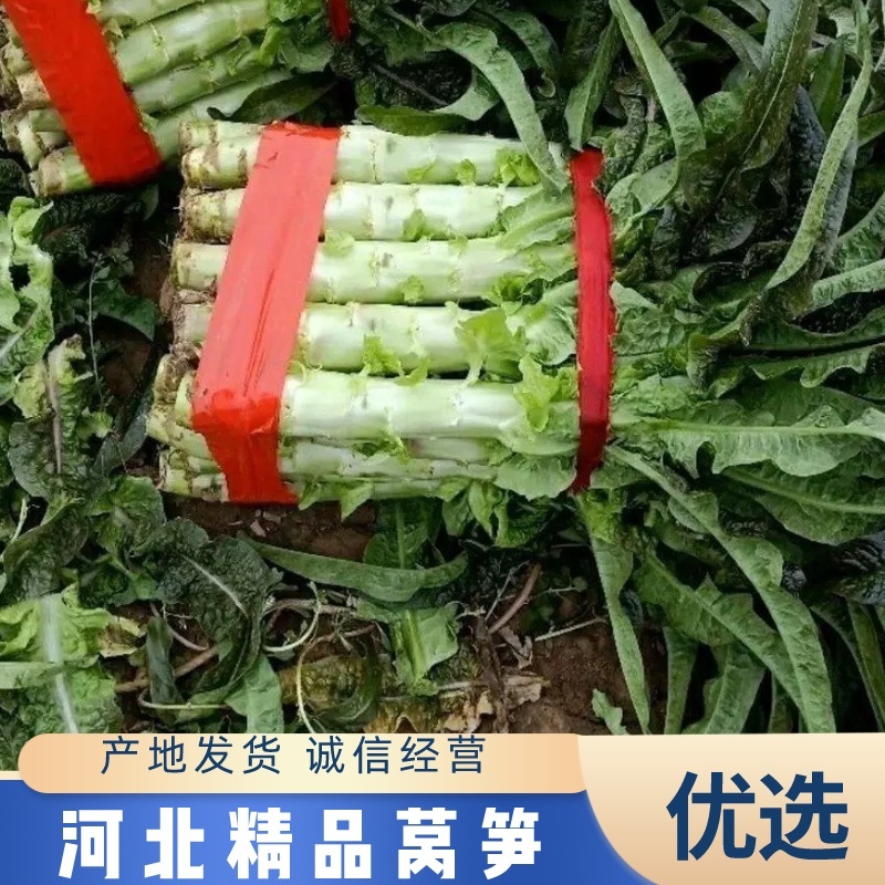 【精品莴笋】红叶莴笋，现砍现发，一手货源，量大从优
