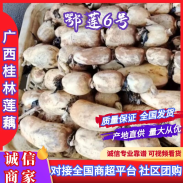 早莲藕鄂莲6号大量上市对接全国采购商，量大优惠