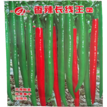 香辣长线王线椒种子光滑顺直深绿色中早熟长线椒种子抗病高产