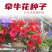 矮牵牛种子牵牛花种孑花种室内四季开花花草盆栽花卉植物花种