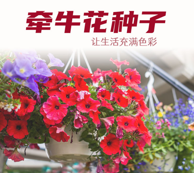 矮牵牛种子牵牛花种孑花种室内四季开花花草盆栽花卉植物花种