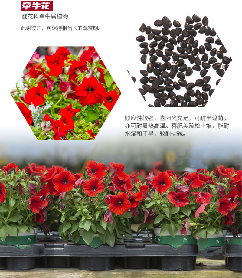 矮牵牛种子牵牛花种孑花种室内四季开花花草盆栽花卉植物花种