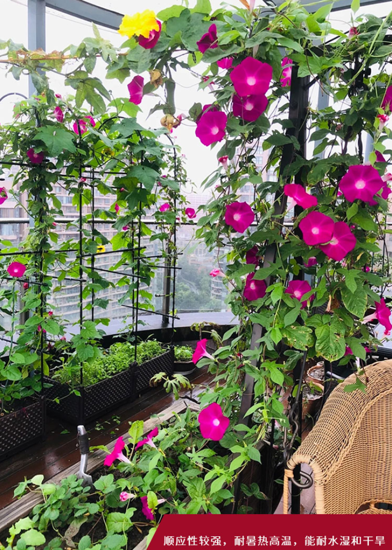 矮牵牛种子牵牛花种孑花种室内四季开花花草盆栽花卉植物花种