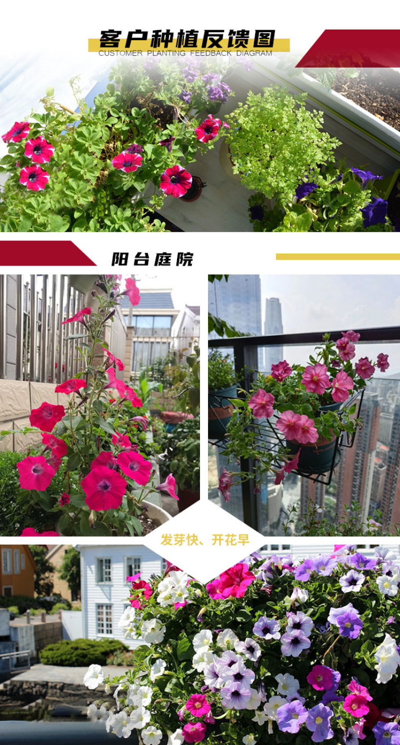 矮牵牛种子牵牛花种孑花种室内四季开花花草盆栽花卉植物花种