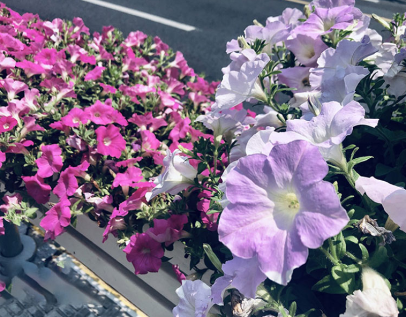 矮牵牛种子牵牛花种孑花种室内四季开花花草盆栽花卉植物花种