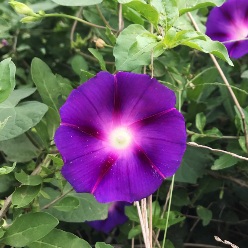 矮牵牛种子牵牛花种孑花种室内四季开花花草盆栽花卉植物花种
