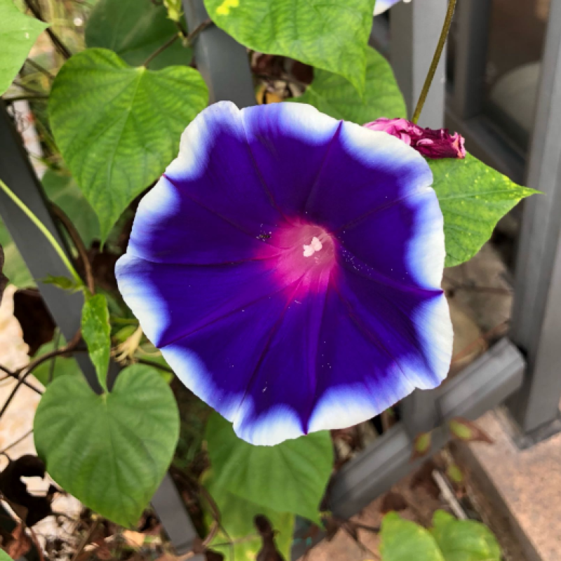 矮牵牛种子牵牛花种孑花种室内四季开花花草盆栽花卉植物花种