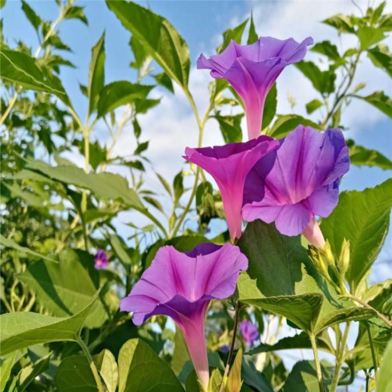 矮牵牛种子牵牛花种孑花种室内四季开花花草盆栽花卉植物花种
