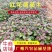 红花荷苗木种植基地品种多规格齐全满足你的所有要货需求