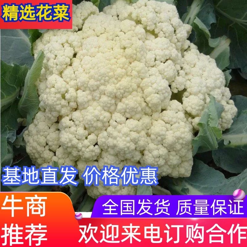 河南通许精品花菜松花菜产地直发货量充足量大从优