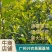 大叶相思基地直发货源充足量大从优品质保证