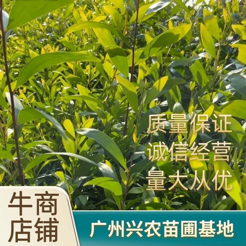 大叶相思基地直发货源充足量大从优品质保证