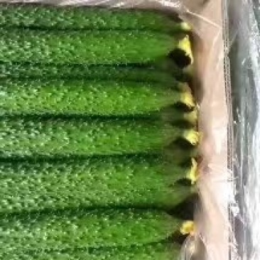 河南密刺黄瓜/现摘生吃黄瓜顶花带刺/一手货源全国供应