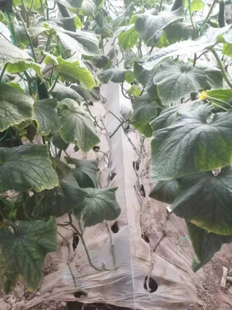河南密刺黄瓜/现摘生吃黄瓜顶花带刺/一手货源全国供应