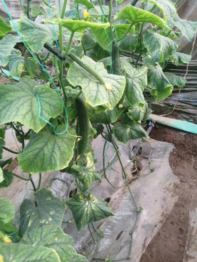 河南密刺黄瓜/现摘生吃黄瓜顶花带刺/一手货源全国供应
