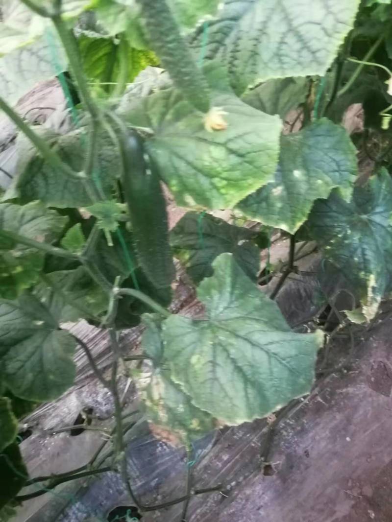 河南密刺黄瓜/现摘生吃黄瓜顶花带刺/一手货源全国供应