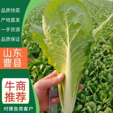 快菜精品山东曹县大棚小白菜大量上市欢迎选购看货联系