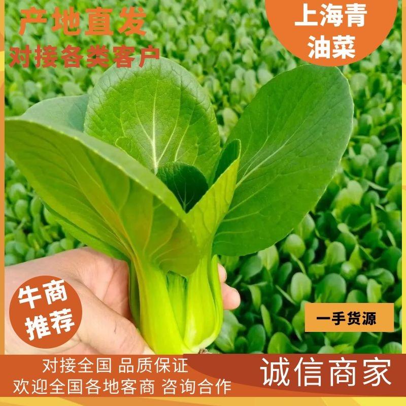 上海青山东曹县上海青精品油菜产地货源大量上市一条龙服务